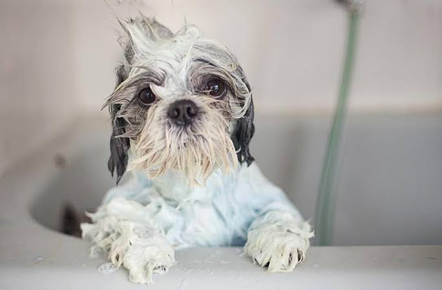 Ciri Ciri Anjing Shih Tzu Ciri Ciri Anjing Shih Tzu