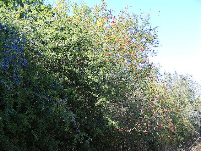 Sloes and rose hips in a hedgerow. Indre et Loire. France. Photo by Loire Valley Time Travel. Sloes and rose hips in a hedgerow. Indre et Loire. France. Photo by Loire Valley Time Travel.