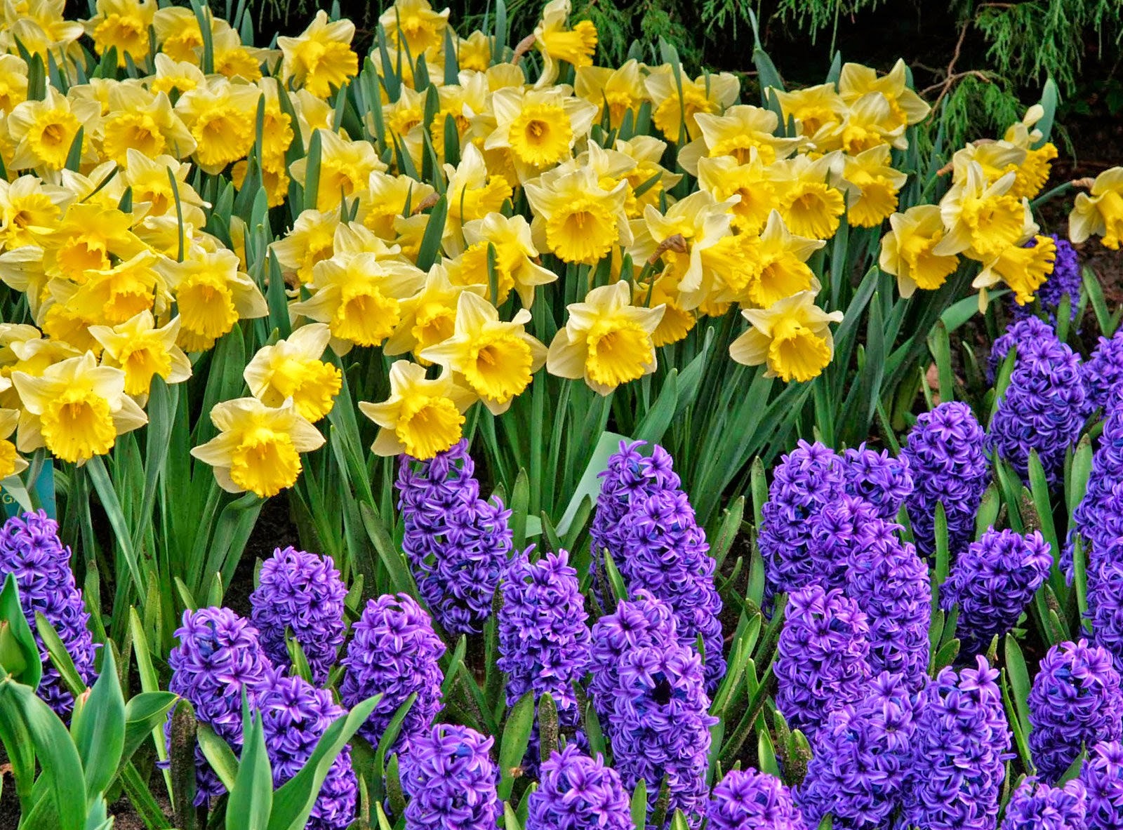 Цветы которые цветут в марте. Тюльпаны+крокусы+нарциссы+гиацинты. Тюльпаны с ирисами и нарциссами. Мускари Крокус тюльпан гиацинт. Тюльпаны гиацинты нарциссы.