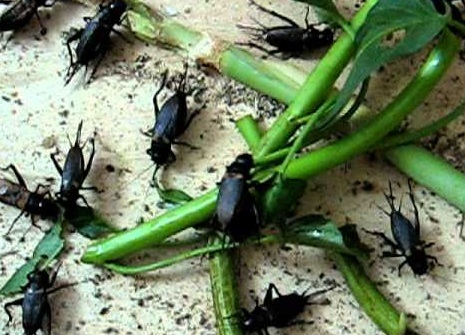 Dế ăn gì? chọn thức ăn cho dế như thế nào? Dế ăn gì? Chọn thức ăn cho dế như thế nào?