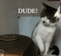Dude, come here. You idiot. SLAP! Hahaha, such a jerk cat Dude, come here. You idiot. SLAP! Hahaha, such a jerk cat
