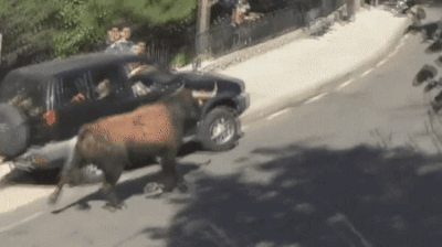  Al toro no le gustó el auto en la carretera
