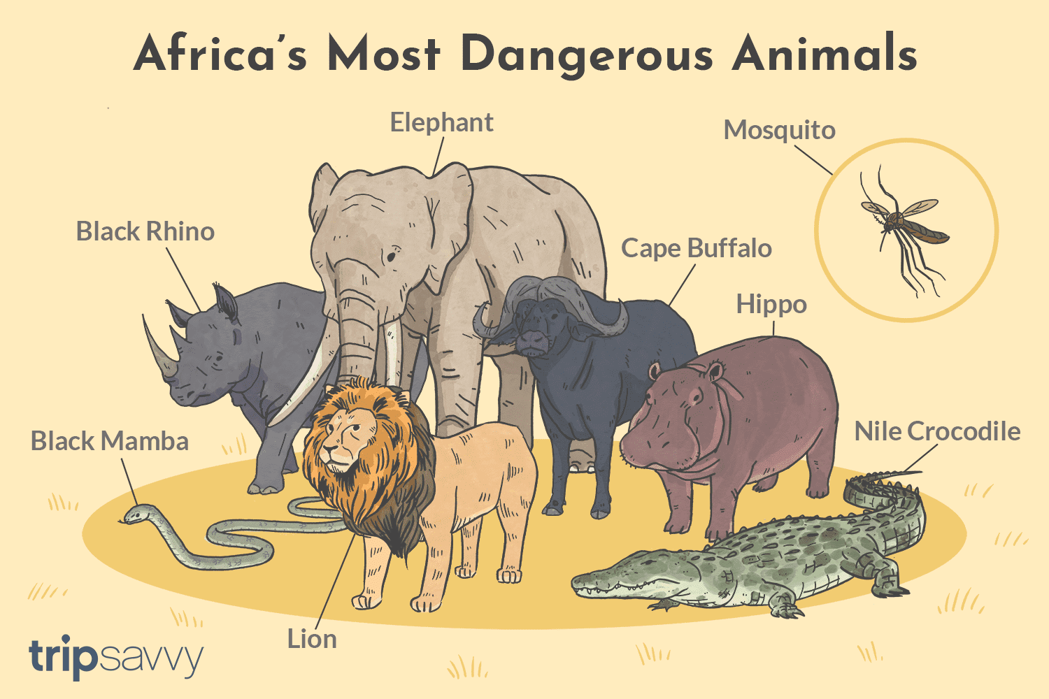 Compare animals. Animals in Africa картинки. Энимал. Animals "complete".
