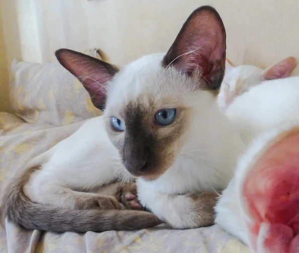 Pointed and angular head of the Siamese. Photo: Frangipani Balinesecattery.