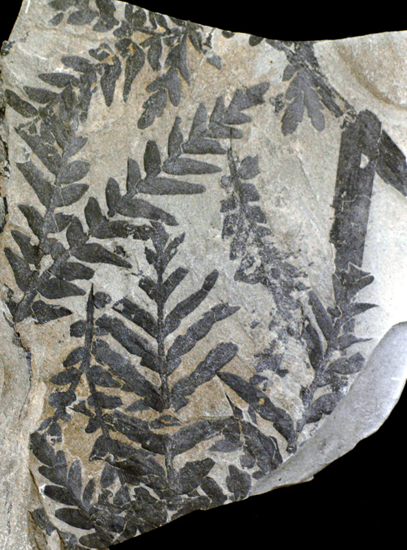 палеонтология древние растения. палеонтология древние растения. окаменелости цветков мелового периода. древний папоротник окаменелости. палеонтология древние растения.