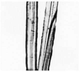 Longitudinal-View-500X-Kenaf-fibre