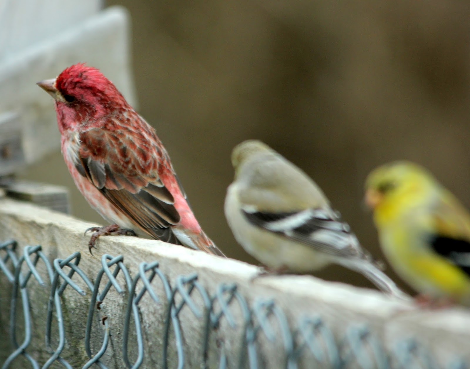 Here and There: Day 88 - 28th March 2017 - Purple Finches, Goldfinches ...