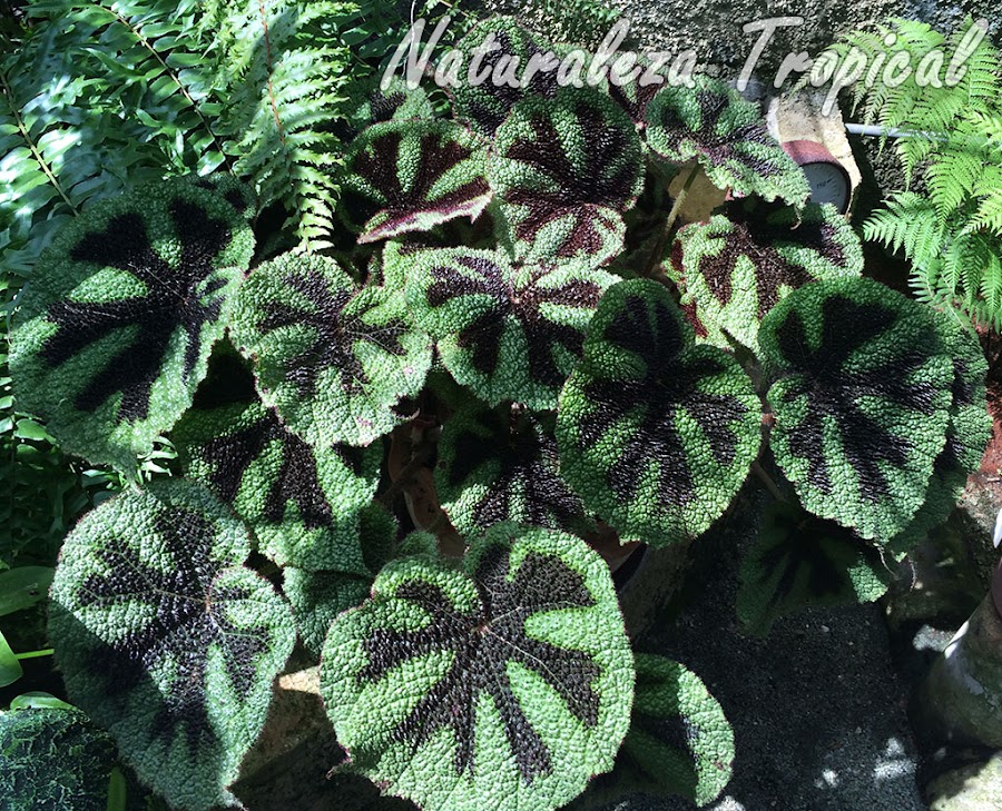 La popular Begonia Cruz de Hierro, Begonia masoniana