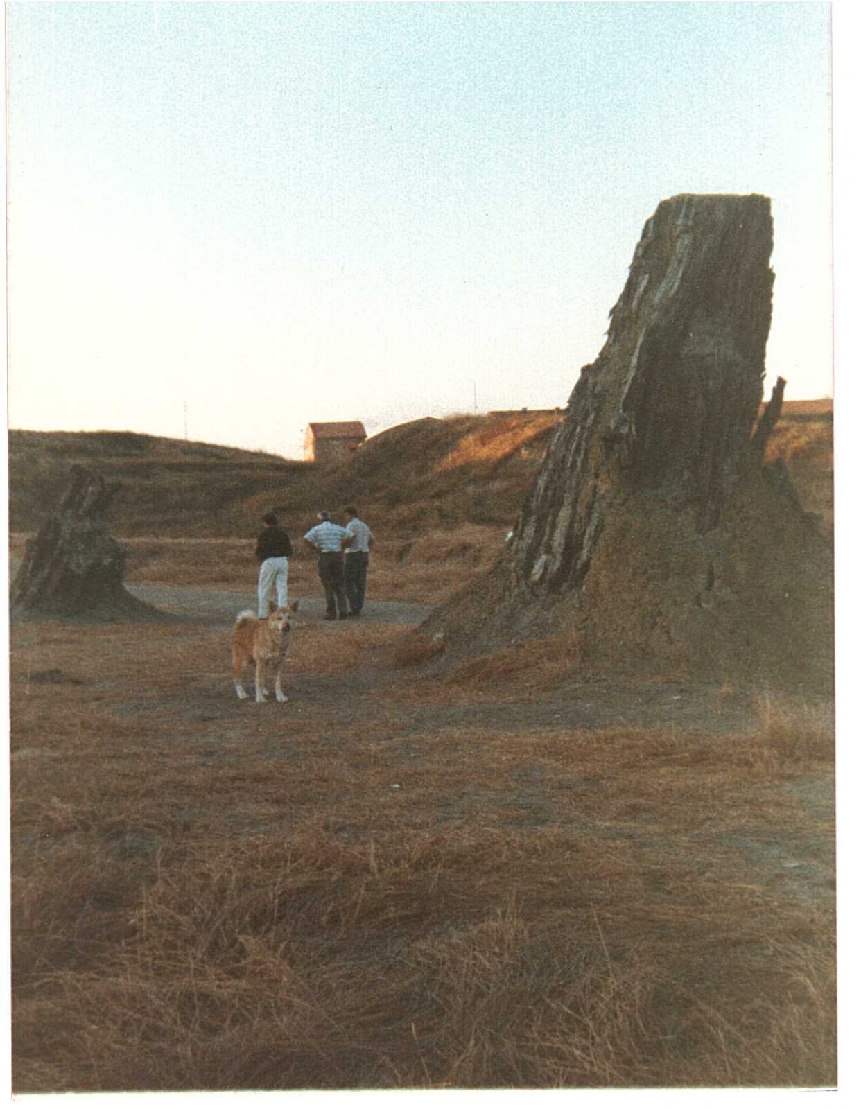 geoitaliani La Foresta fossile di Dunarobba