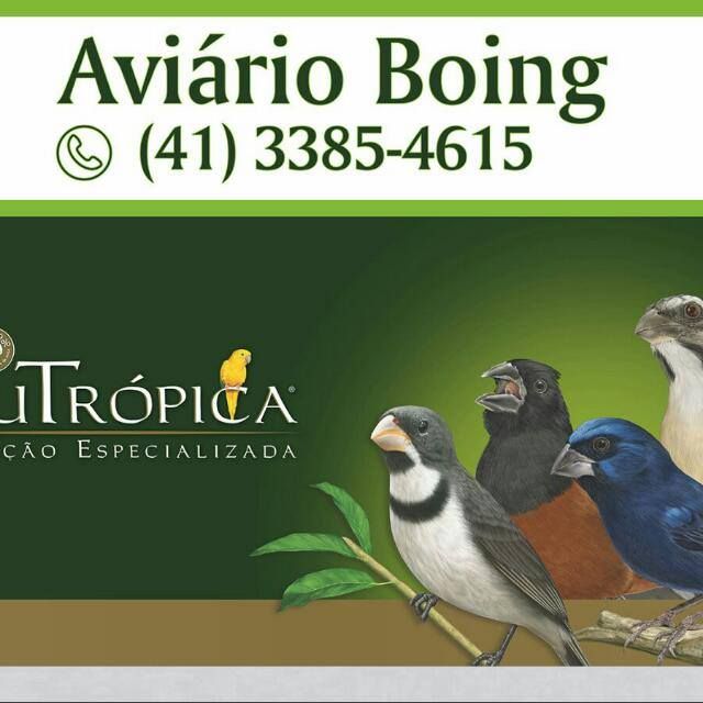 Aviário Boing