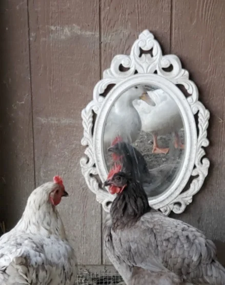chickens looking in mirror
