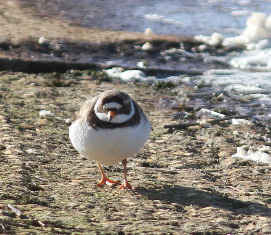 WEST YORKSHIRE BIRDING You can,t get enough of Ringed Plovers. Fly Flatts