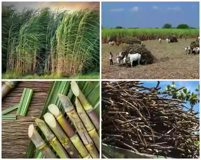 Modern Sugarcane Planting methods, Trench, Flat, RingPit, and STP methods