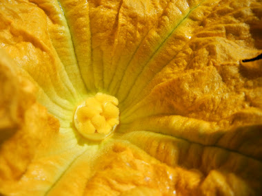 fleur de citrouille