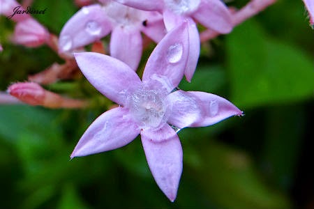 Estrela-do-Egito - Penta Lanceolata - Jardinet