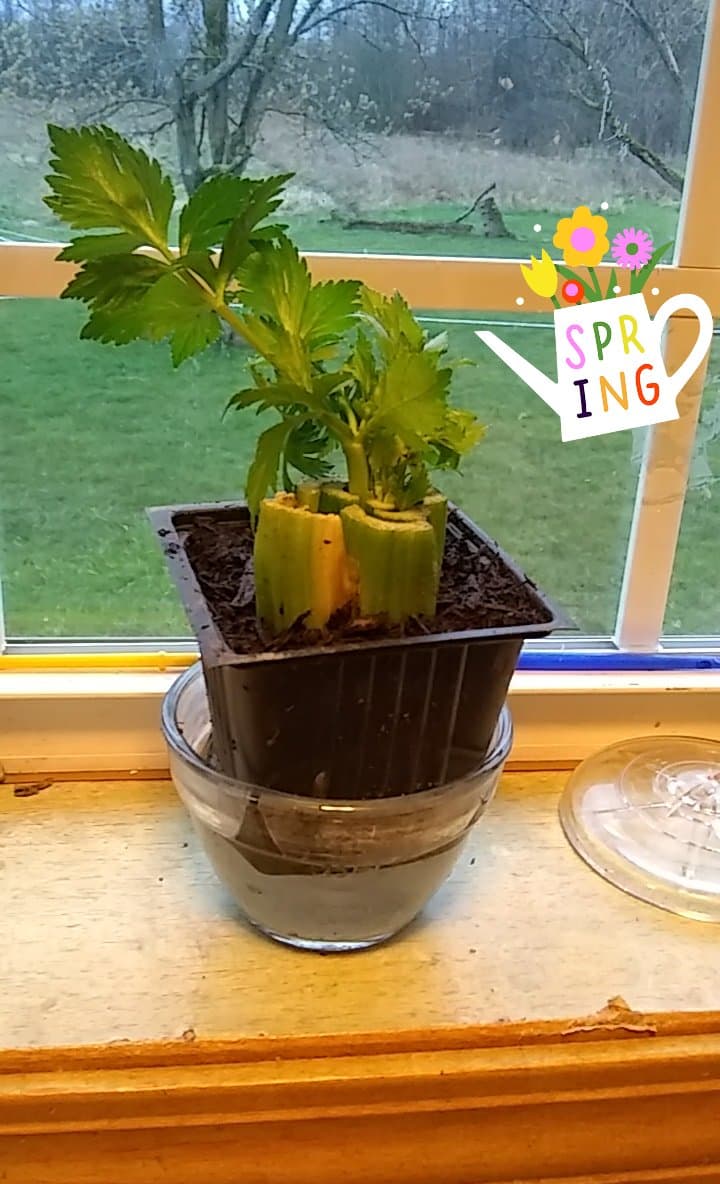 Kelly's Classroom Online How to Grow Celery from Scraps + STEM Activity