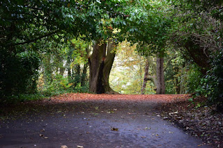 A clearing in the trees allowing autumn light into Armstrong Park