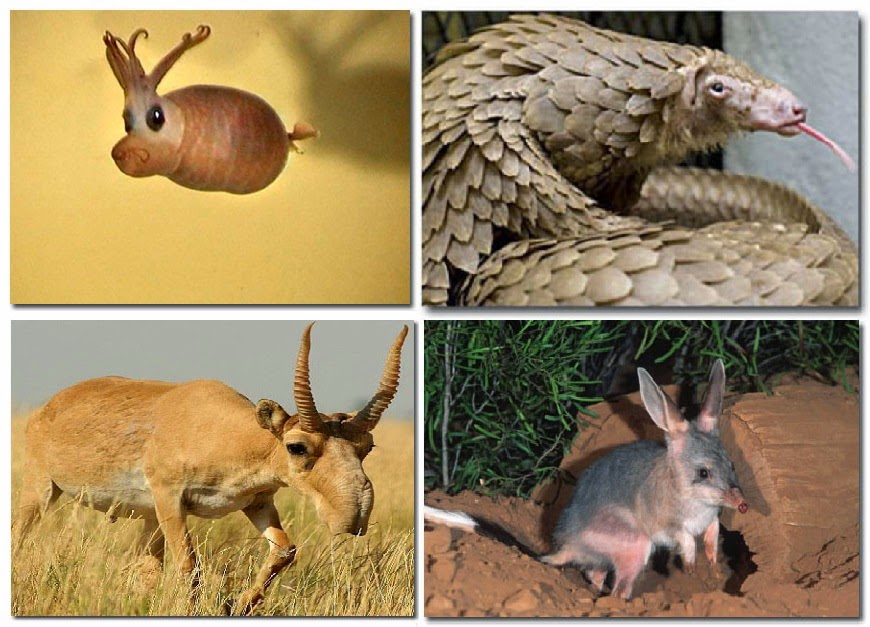 Hewan Unik Dari Campuran Genetik Hewan Lain Di Dunia