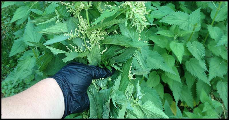 Stinging Nettle Tea And Its Health Benefits Stinging Nettle Tea And Its Health Benefits
