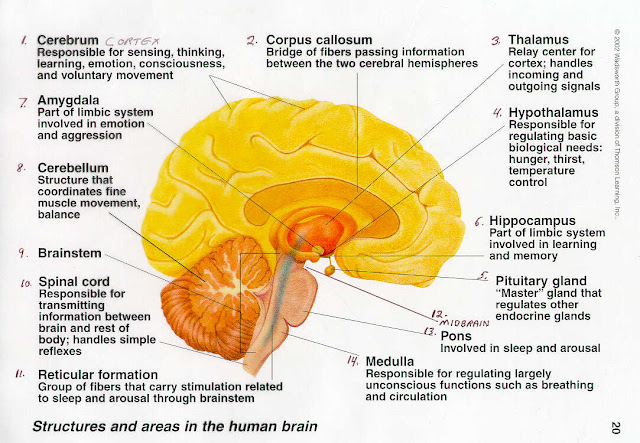 Brain Jack Image: Brain Function Map