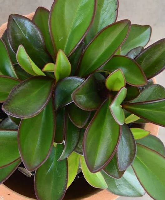 Jenis peperomia Jenis peperomia