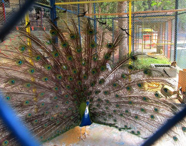 Burung merak Bumi Kedaton