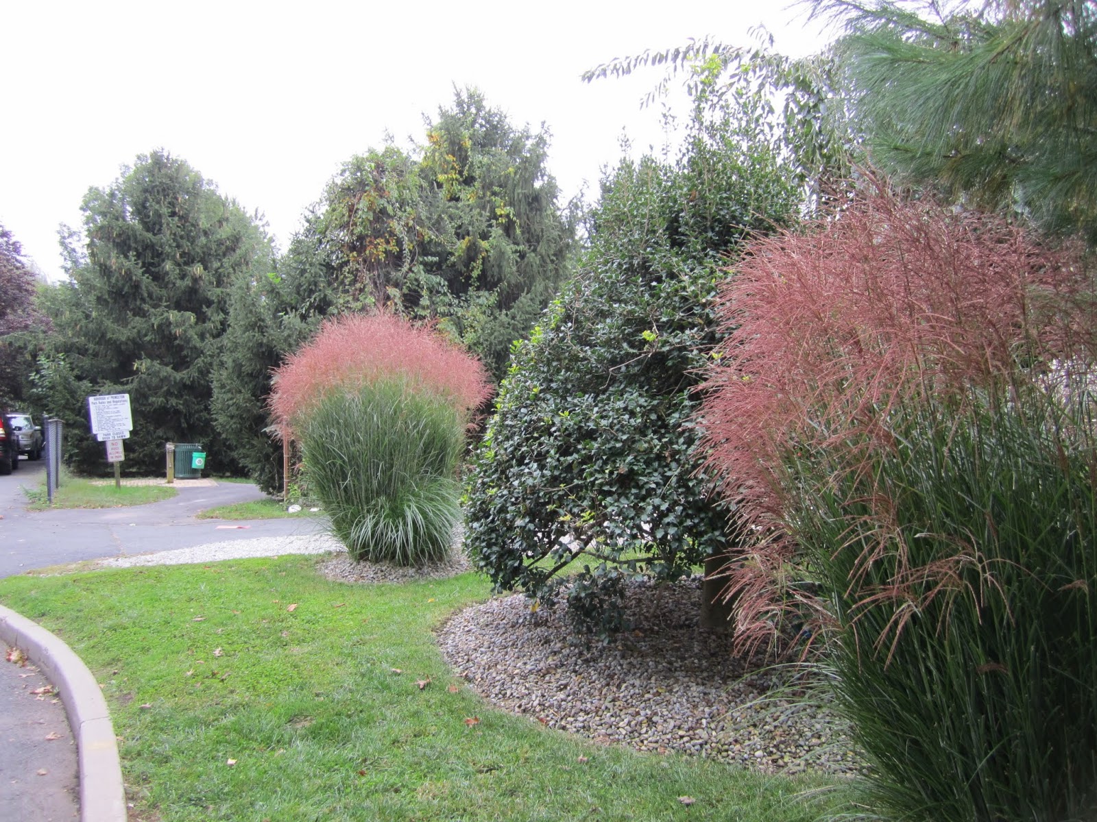 Мискантус китайский 'Ниппон' : Miscanthus sinensis 'Nippon'