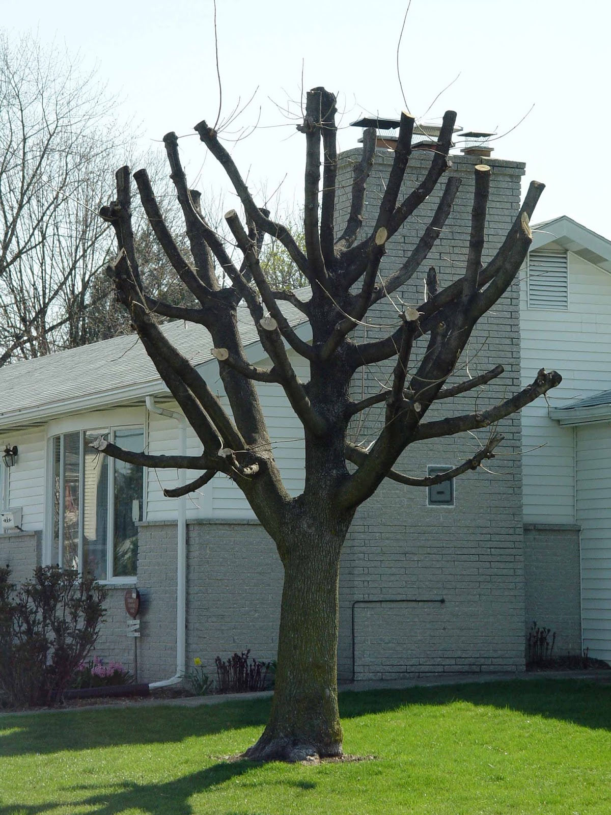 Speedway Matters Topping your Trees