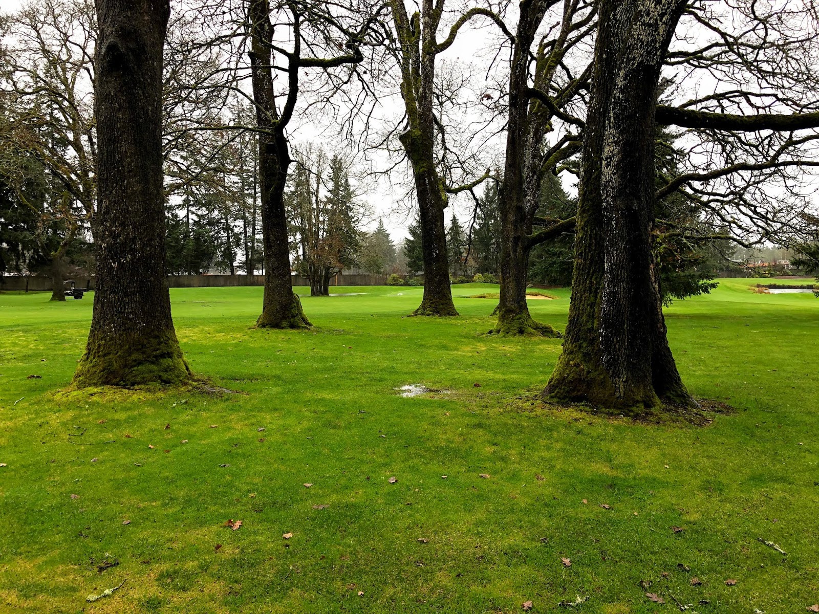 TacomaTurf: Tree Bases