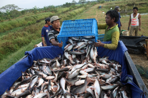 KKP Dorong Pembudidaya Ikan Sertifikasi Penerapan CBIB