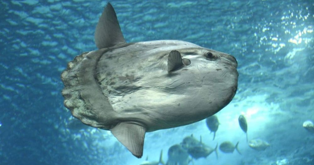 Ikan Mola-Mola, Ikan Matahari, Atau Sunfish; Klasifikasi, Morfologi