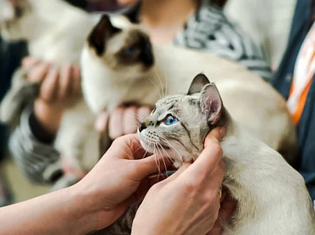 Lynx point Siamese cat at a cat show. Cat shows are part of the cat fancy.