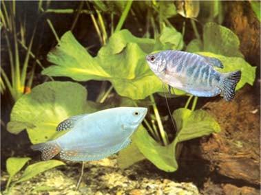 Gambar Akuarium Tanaman Gambar Akuarium Tanaman