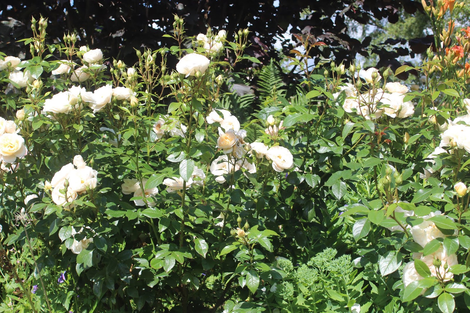 Mariette S Back To Basics Our Royal Bonica Rose