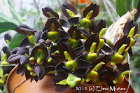 Catasetum tenebrosum