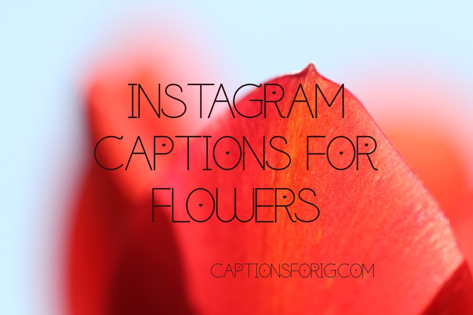 26+ *SWEET* Instagram Captions For Flowers Captions For IG