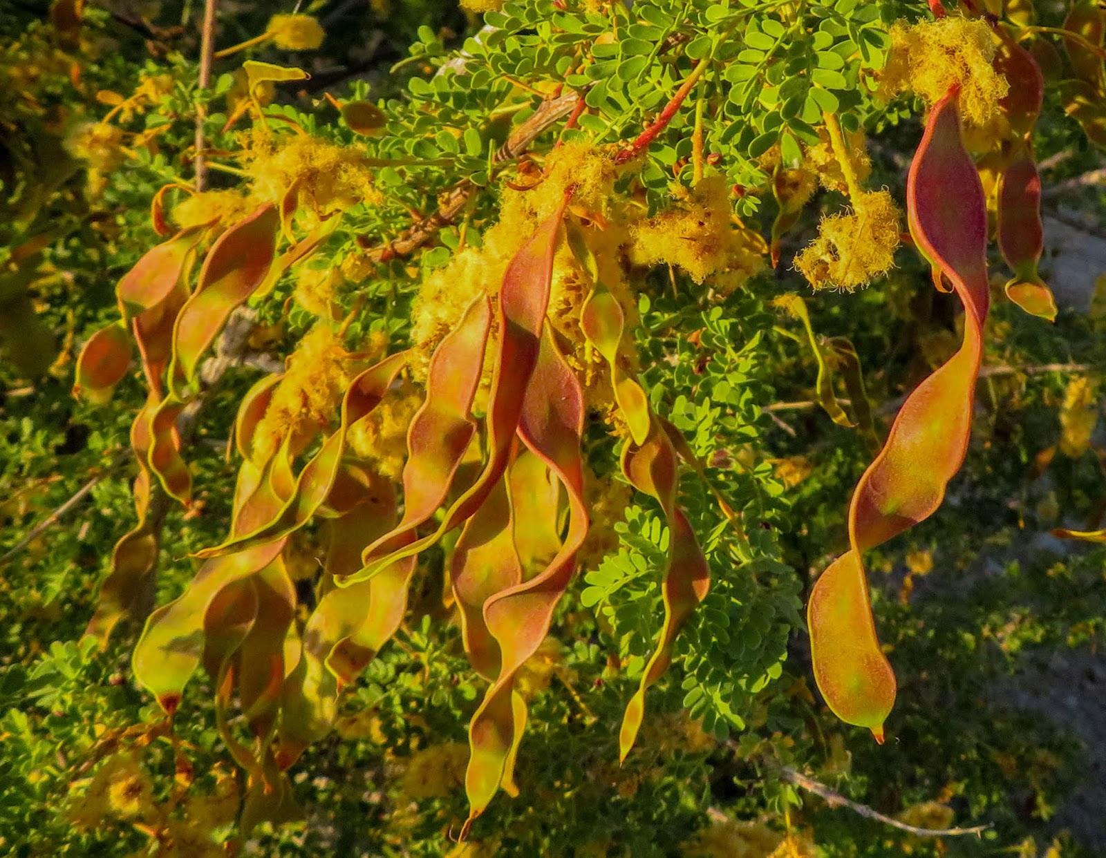 Cannundrums Channeling Euell Gibbons Palo Verde, Mesquite and
