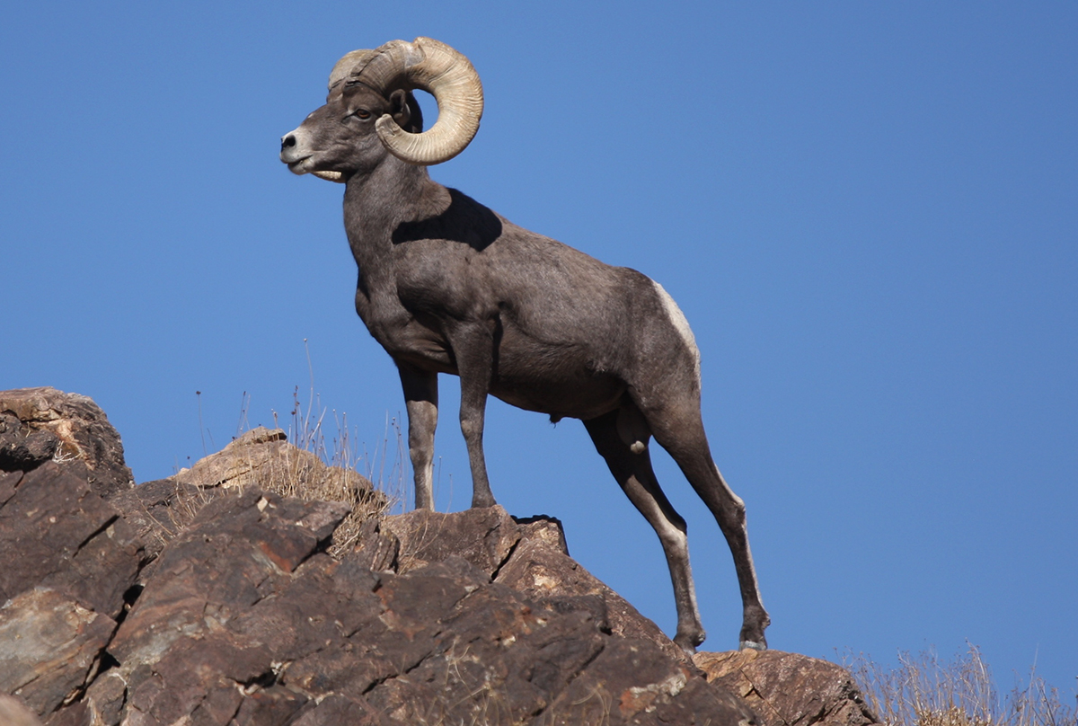 Manuel Miranda Vega: MAMÍFEROS MEXICANOS EN PELIGRO DE EXTINCIÓN