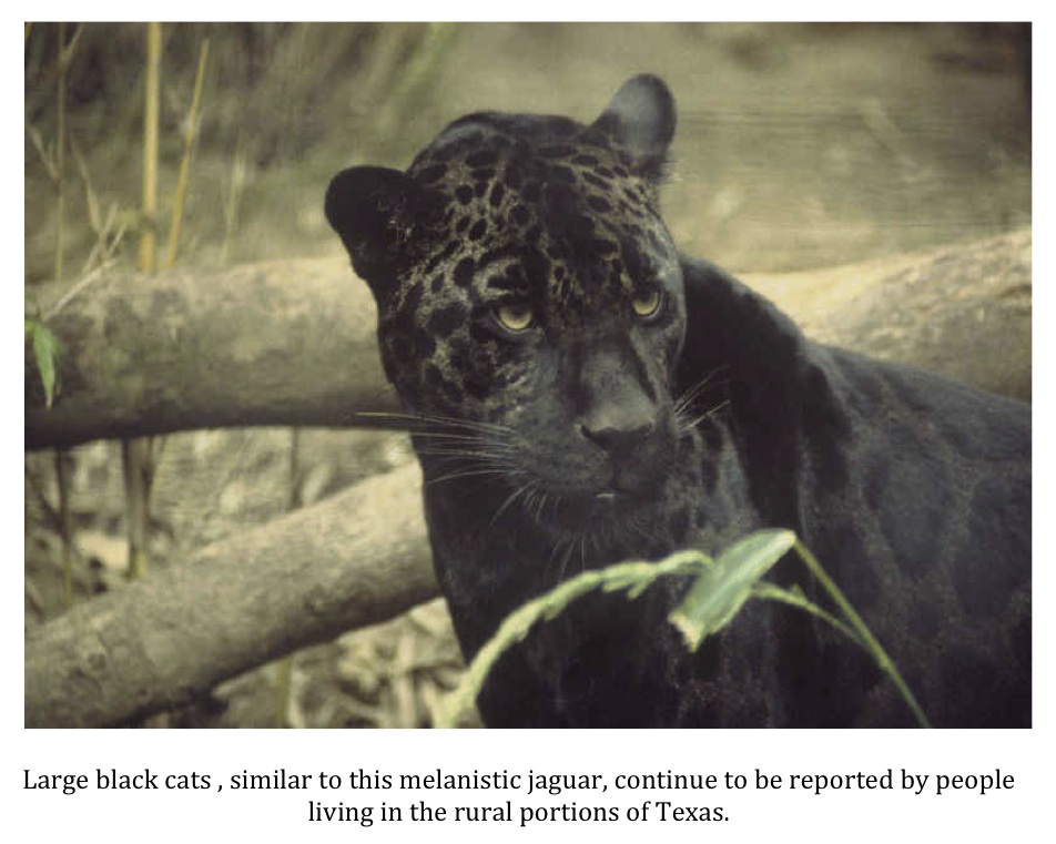 Texas Cryptid Hunter Big Cats in Texas Readers Have Their Say