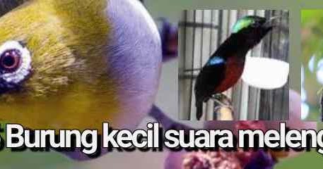 5 Burung kecil suara melengking dan tembakan keras. - Sobat Lima
