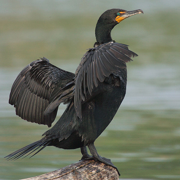 Cormorant Birds Info And Pictures All Wildlife Photographs
