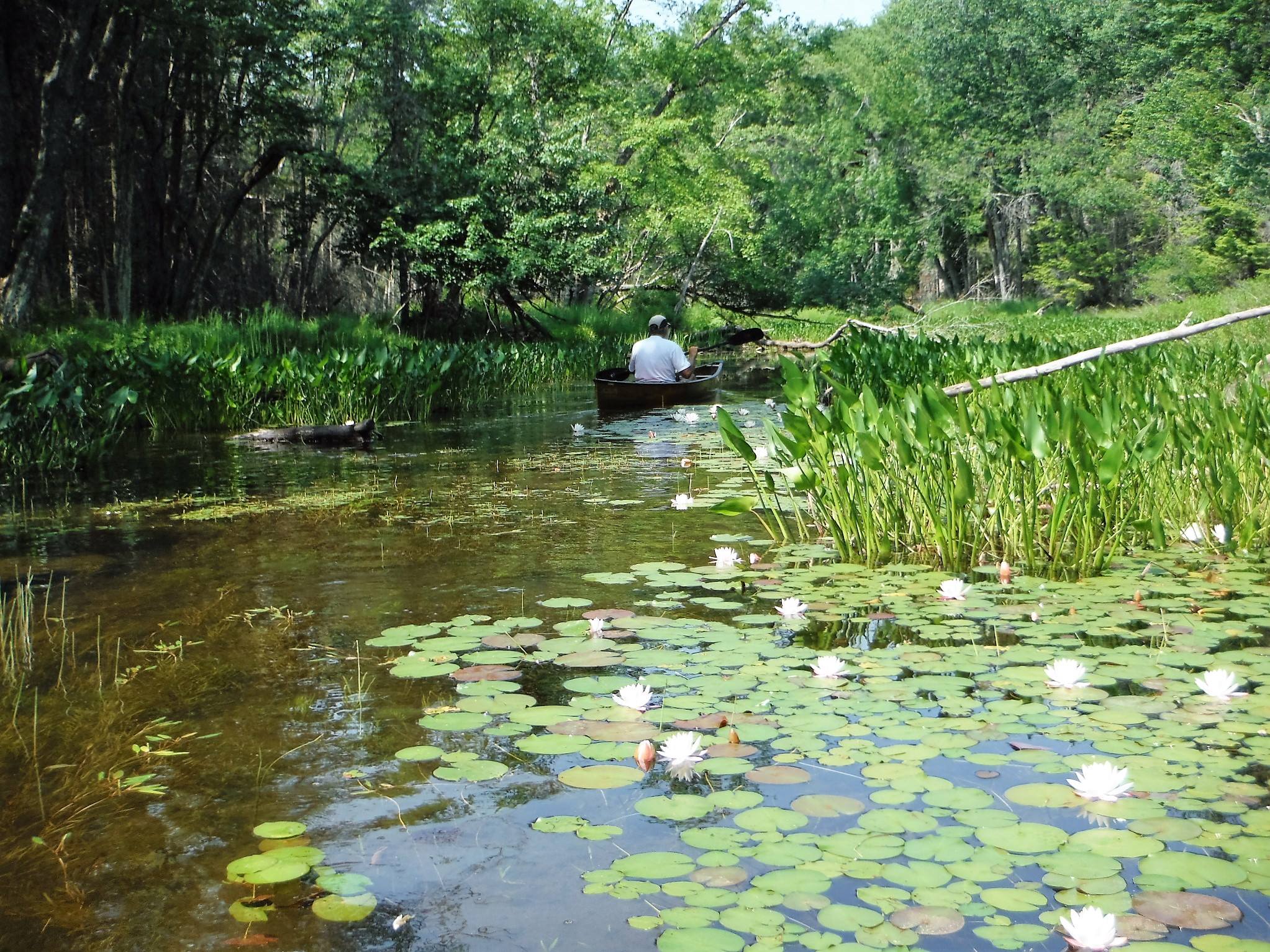 SPY LAKE, SPY LAKE OUTLET, PISECO OUTLET, MUD LAKE paddling