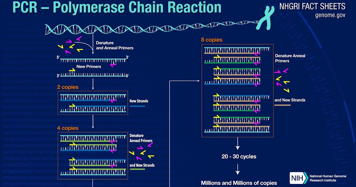 BIOQUÍMICA PCR (Polymerase Chain Reaction)