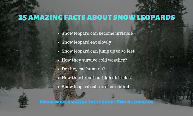 25 Amazing And Fascinating Facts About SNOW LEOPARDS
