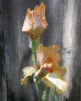 Garden iris