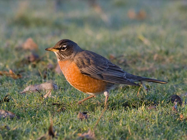 non native game birds in tennessee non native game birds in tennessee