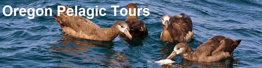 Oregon Pelagic Tours