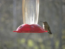 beaverton bird hummingbirds