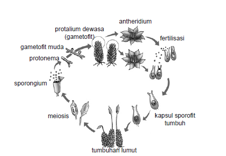 Pengertian Metagenesis Dan Siklus Hidup Tumbuhan Lumut Serta Paku