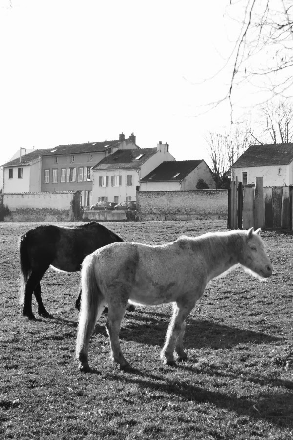 L Homme Qui Murmurait à L Oreille Des Chevaux Distribution Art et glam: L'Homme qui murmurait à l'oreille des chevaux